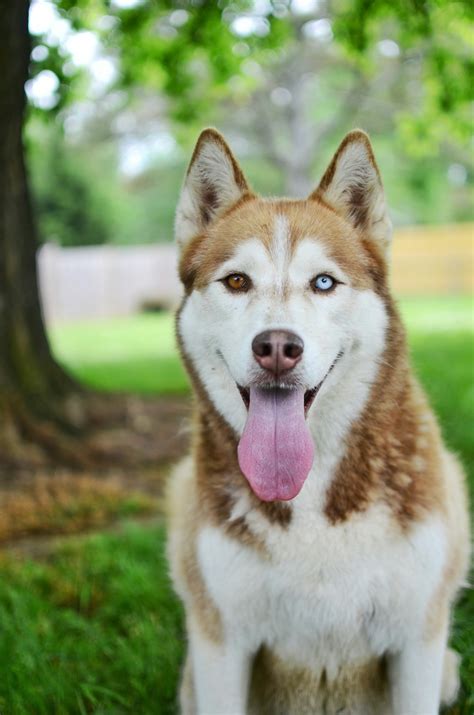 husky brown and white